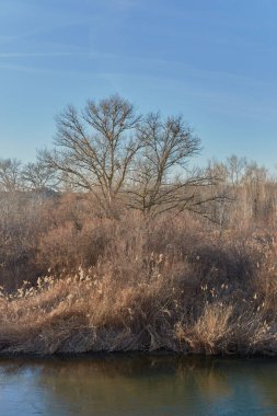 Ağaçların dalları ve çiviler kuraklık belirtileri gösteriyor.