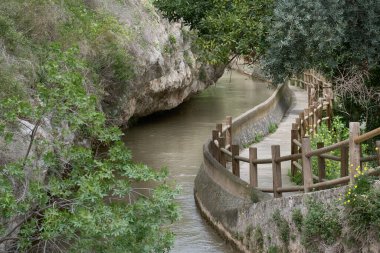 Bitkilerle çevrili bir nehrin yanındaki tahta yol.