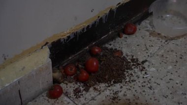 Sednaya hapishanesinde binlerce Suriyeli işkence altında öldürüldü. Hapishanelerde işkence. Suriye 12 Aralık 2024