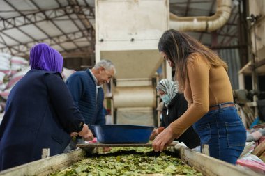 Laurel ile Birlikte Çalışan Geleneksel Herb İşlemci Kadın ve Erkek Çıkıyor.
