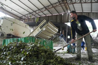 Yetenekli Adam Taze Koyu Dikkatle İnceleme ve İşleme Yaprak Modern Bay Yaprak Üretim Fabrikasında Yapraklar.