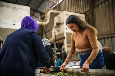 Laurel Temizlik Yapan Kadın İşçiler Bitki Fabrikasında Çıkıyor.
