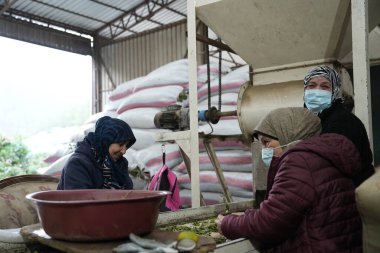 Laurel Temizlik Yapan Kadın İşçiler Bitki Fabrikasında Çıkıyor.