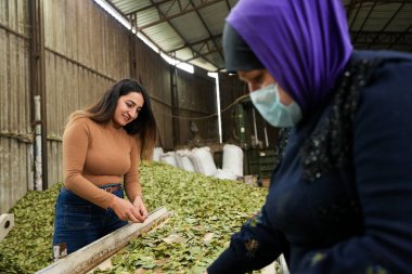Laurel Temizlik Yapan Kadın İşçiler Bitki Fabrikasında Çıkıyor.