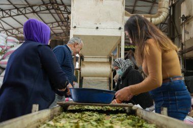 Laurel ile Birlikte Çalışan Geleneksel Herb İşlemci Kadın ve Erkek Çıkıyor.