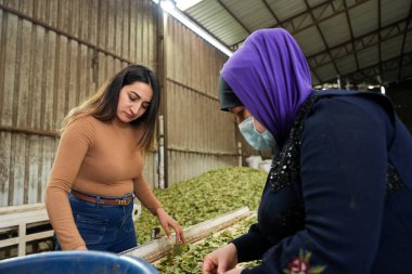 Laurel Temizlik Yapan Kadın İşçiler Bitki Fabrikasında Çıkıyor.