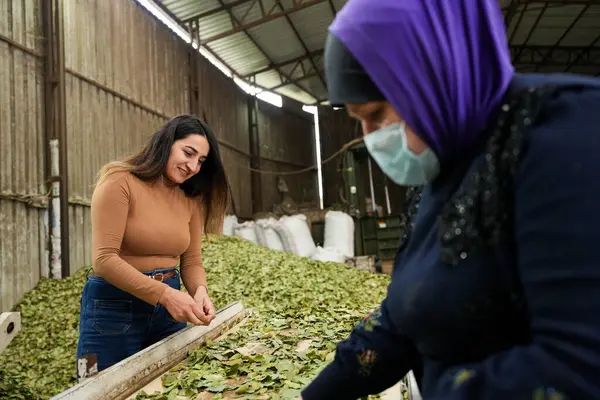 Laurel Temizlik Yapan Kadın İşçiler Bitki Fabrikasında Çıkıyor.
