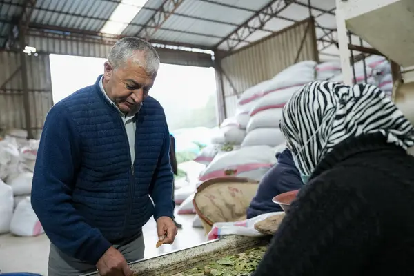 Laurel ile Birlikte Çalışan Geleneksel Herb İşlemci Kadın ve Erkek Çıkıyor.