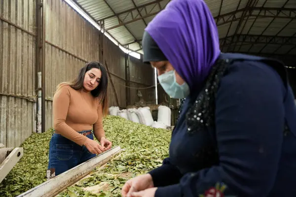 Laurel Temizlik Yapan Kadın İşçiler Bitki Fabrikasında Çıkıyor.