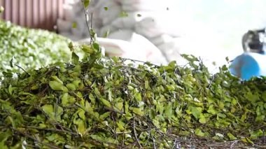 Endüstriyel Makine tarafından şubelerden ayrılan yapraklar. Soyunma ve Toplama Koyu Çevre dostu Yakıt Üretimi İçin Yapraklar.