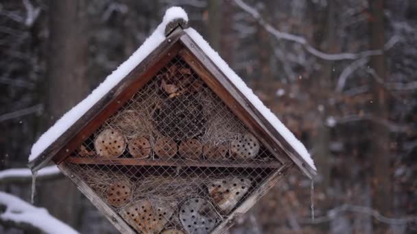 Footage Feeder Birds Forest Winter Background Wood High Quality Footage — Vídeo de stock