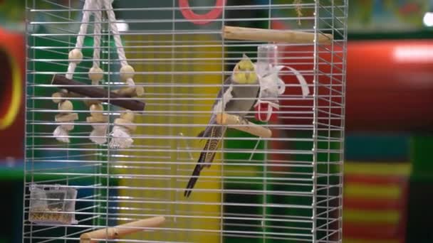 Parrot Cage Home High Quality Fullhd Footage — Vídeo de Stock