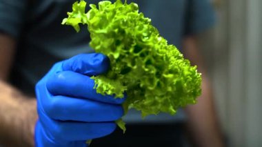 Fresh green salad leaves dropped on table from hands with blue gloves. High quality FullHD footage