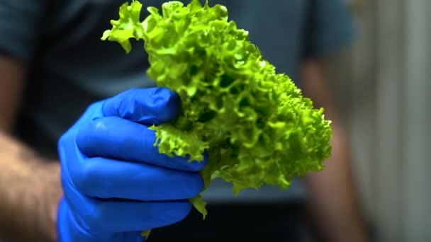 Folhas Salada Verdes Frescas Caíram Mesa Mãos Com Luvas Azuis — Vídeo de Stock