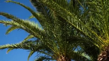 İbiza 'da güzel bir tropikal palmiye ağacı. Sahildeki güzel palmiye ağaçları. Yüksek kalite 4k görüntü