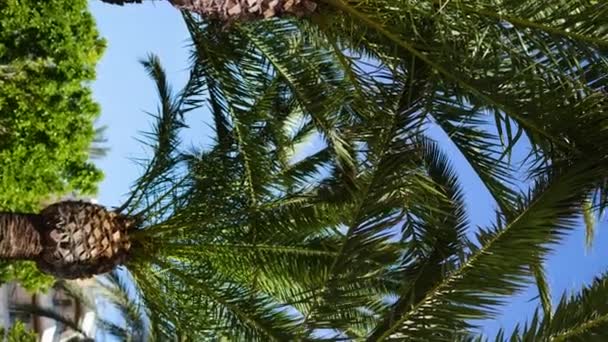 Hermosas Palmeras Con Cocos Isla Tropical Durante Verano Imágenes Alta — Vídeos de Stock
