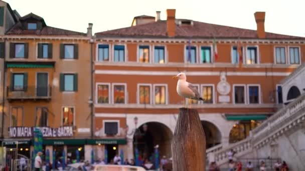 Gull Staat Aan Kust Historische Gebouwen Aan Het Kanaal Venetië — Stockvideo