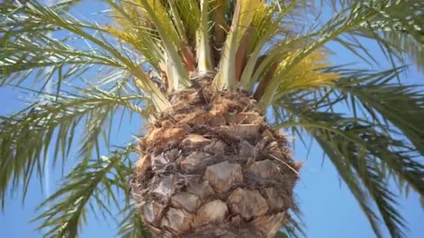 Vista Panorâmica Coqueiro Alto Olhando Para Palm Trees Praia Imagens — Vídeo de Stock