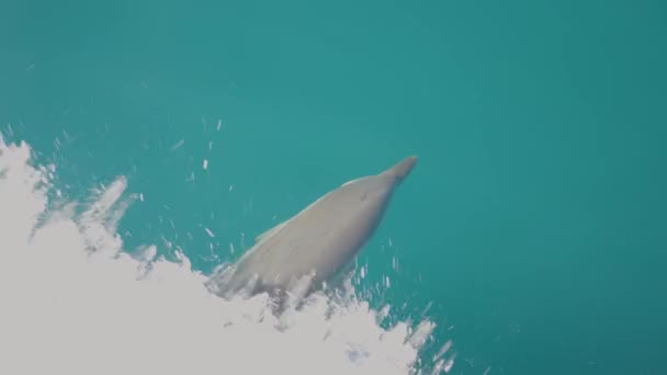 Imagens Lindas Dolphin Nadando Mar Imagens Lindas Dolphins Pod Dolphins Vídeo De Stock