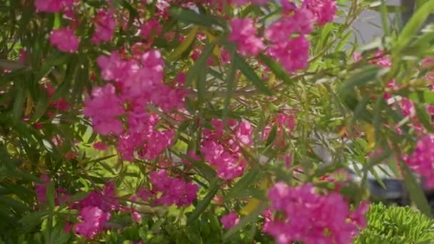 Spousta Květin Pupeny Letní Den Neuvěřitelně Krásné Růžové Květinové Zahradě — Stock video