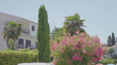 Bahçede çiçek açan Pembe Neryum zakkum çiçekleri Villanın karşısında, ev. Yüksek kalite 4k görüntü