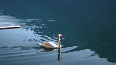 Dağ gölünde yüzen beyaz kuğu Cygnus en büyük uçan kuşlar, Yüksek kalite 4k görüntü