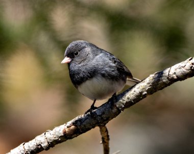 Junco bird perched on a branch displaying grey feather plumage, head, eye, beak, feet, with a blur background in its environment and habitat surrounding. Dark-eyed Junco.