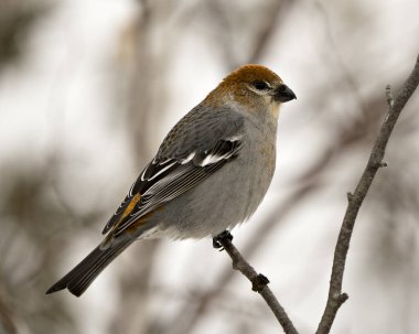 Pine Grosgaga 'nın yakın plan profil görüntüsü, çevresi ve doğal ortamında bulanık bir arka plana sahip. Görüntü. Görüntü. Portre. Pine Grosgaga Stok Fotoğrafı.