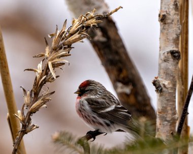 Finch, kış mevsiminde kırmızı ankete yakın profil görüntüsü çevre ve yaşam ortamında bulanık bir orman arka planına sahip bir huş dalına tünemişti. Finch Fotoğrafı.