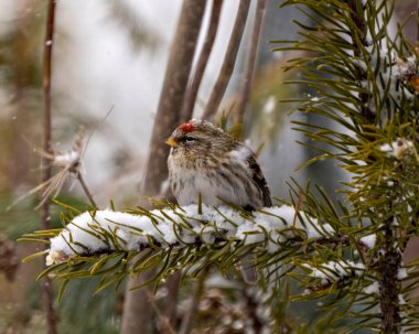 Kızıl Poll dişi kuşu, kış mevsiminde ormanlık bir arka plana sahip bir ladin dalına tünemiş ve çevresi kar yağışı ve yaşam alanı ile çevrelenmiştir. Finch Fotoğrafı.