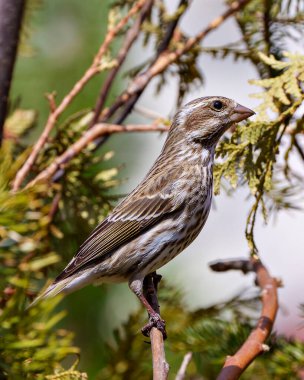 Song Sparrow, çevresini çevreleyen ve kahverengi tüy tüylerini gösteren bulanık bir arka planı olan kozalaklı bir dala tünemişti. Yan görüş. Serçe Resmi.