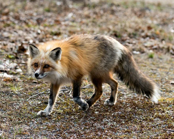 Červená Unikátní Fox Close Profil Boční Pohled Jarním Období Svém — Stock fotografie