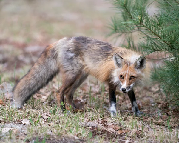 Red Fox Vista Primer Plano Del Perfil Primavera Con Fondo — Foto de Stock
