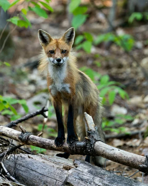 Red Fox Stojący Gałęzi Patrzący Kamerę Zamazanym Tle Lasu Swoim — Zdjęcie stockowe