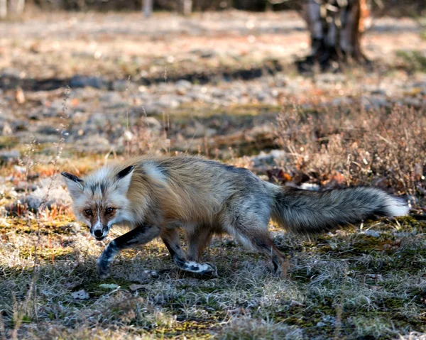 Red Fox Running White Moss Spring Season Displaying Fox Tail — Stock Photo, Image