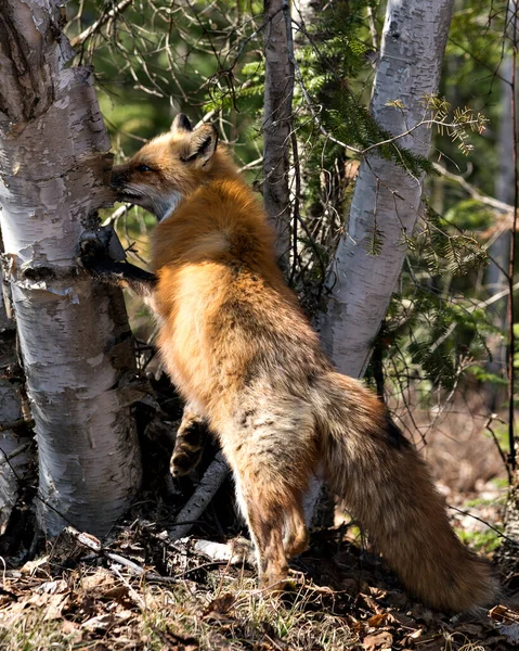 在春季的时候 红狐的特写形象站在桦树上寻找猎物 展示了狐狸的尾巴 环境和栖息地 福克斯形象 — 图库照片