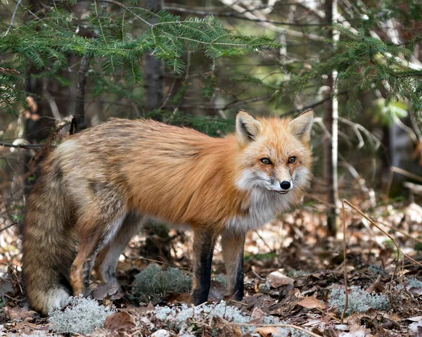 春季的红狐特写侧视图 地面上有苔藓和褐色叶子 在其环境和栖息地显示狐狸尾巴 毛和云杉分枝背景 福克斯形象 — 图库照片