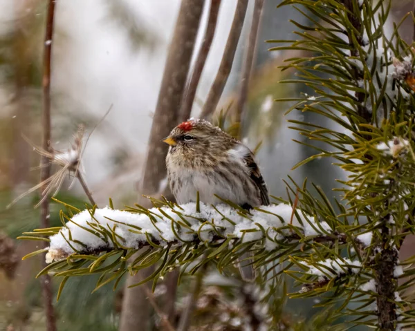 冬の森を背景に 周りの環境や生息地で雪が降っているトウヒの枝に赤い投票の女性の鳥が倒れた フィンチ写真 — ストック写真