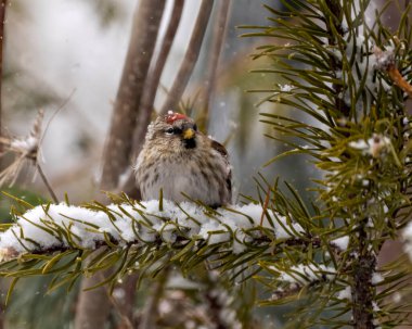 Kızıl Poll dişisi, kış mevsiminde ormanlık bir arka plana sahip bir ladin dalına tünemiş ve çevresindeki karlar ve yaşam alanları da karla kaplanmıştı. Finch Fotoğrafı. Resim.
