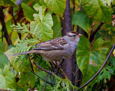 Beyaz taçlı serçe, çevresini çevreleyen yeşil yaprak arka planı ve habitatı ile kozalaklı bir ağaç dalına tünemiş kahverengi tüy tüyleri sergiliyordu. Serçe Fotoğrafı. Resim.