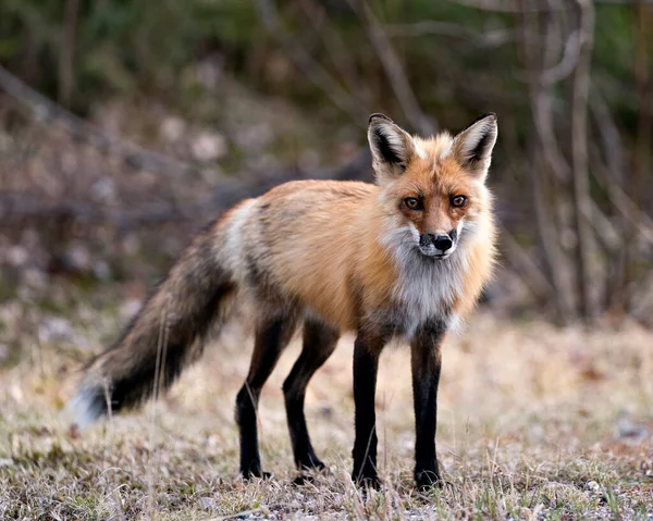 Widok Profilu Zbliżeniowego Red Fox Patrząc Kamerę Sezonie Wiosennym Rozmytym — Zdjęcie stockowe