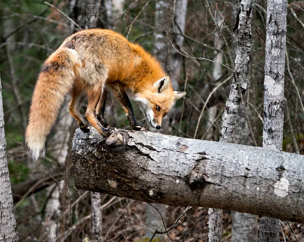 Red Fox Standing Log Blur Forest Background Displaying Fox Tail — Stock Photo, Image