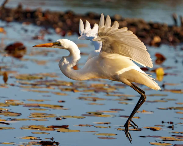 大白鹭在水面上飞翔 在它的环境和湿地栖息地展示展开的翅膀和美丽的白羽羽毛 Egret Photo — 图库照片