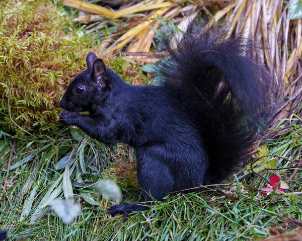 Black Squirrel Close Profile Side View Standing Foliage Moss Eating — Stock Photo, Image