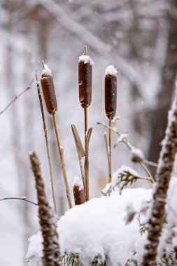 Yayınkuyruğu ya da Geniş Yaprak Kuyruk, kış mevsiminde çevresindeki bulanık kar arkaplanı ve etrafını çevreleyen yakın plan profil görüntüsü.