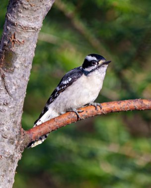 Ağaçkakan çevre ve yaşam ortamında bulanık yeşil bir arka plana sahip bir ağaç dalına tünemiş yakın plan profil görüntüsü.
