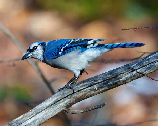 Blue Jay close-up perched on a branch with a blur forest background in the forest environment and habitat surrounding displaying blue feather plumage wings. Picture. Portrait.
