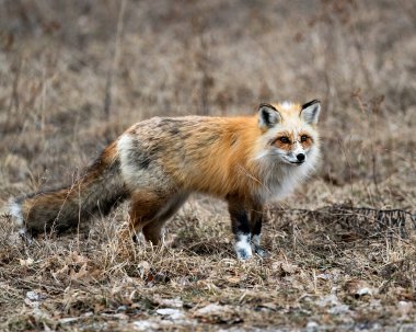 Red unique fox close-up side profile view looking at camera in the spring season in its environment and habitat with blur background. Fox Image. Picture. Portrait. Photo. Unique Fox.