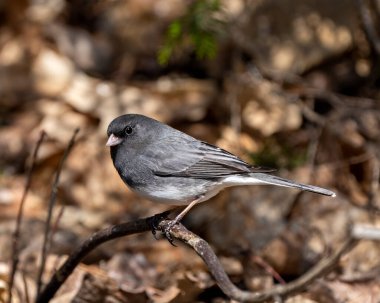 Junco kuşu gri tüy tüyü, başı, gözü, gagası, ayakları, çevresindeki bulanık arka planı ve yaşam alanını gösteren bir dala tünemişti. Kara gözlü Junco..