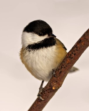 Chickadee perched on a branch with a white background in its habitat surrounding and environment displaying feather plumage, body, head, eye, beak.